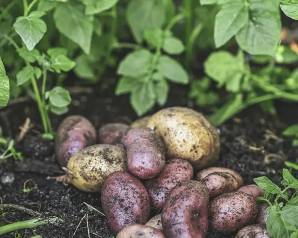 Nyskördade potatisar, både röda och gula, ligger på jorden bland gröna blad. En del av potatisen har fortfarande jord kvar, som om de nyss plockats från en potatis blomma.