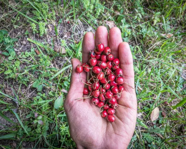 Une main ouverte présente une poignée de petits fruits rouges, des fruits sauvages cueillis dans la nature.