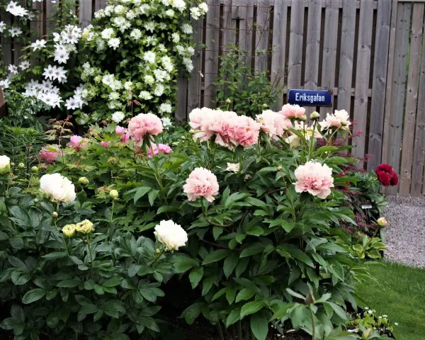 En lummig trädgård med många vackra, rosa och vita pioner som blommar. En skylt med texten "Eriksgatan" syns vid en trästaket.