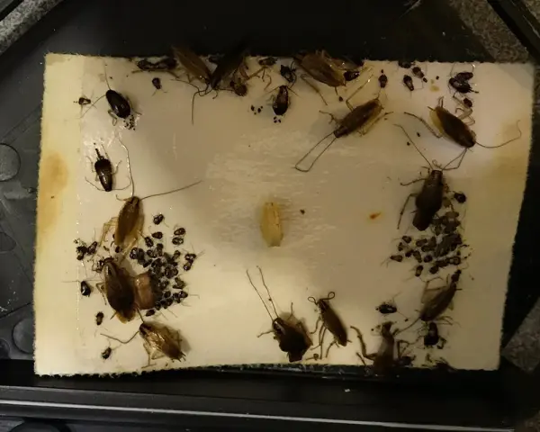 Trampa pegajosa llena de cucarachas y crías. Una avispa cucaracha, atrapada, intenta escapar.
