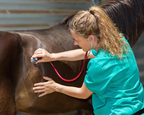 Vétérinaire auscultant le flanc d'un cheval, vérifiant le bon fonctionnement de son intestin grêle.