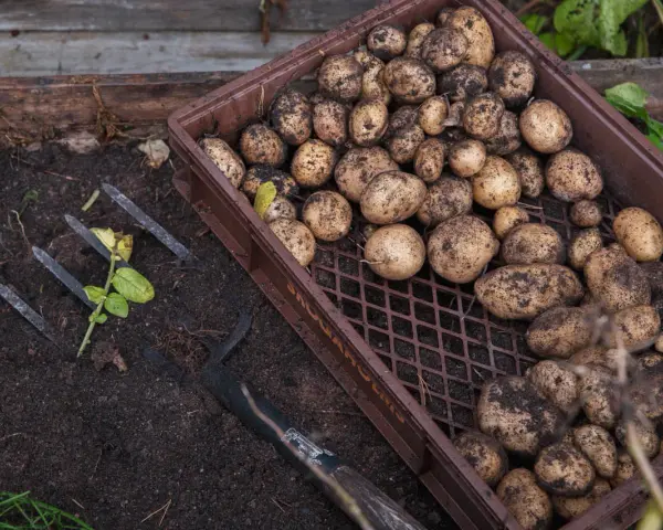 Nyskördade potatisar i en låda bredvid en grep. Radavstånd potatis ger en bra skörd.