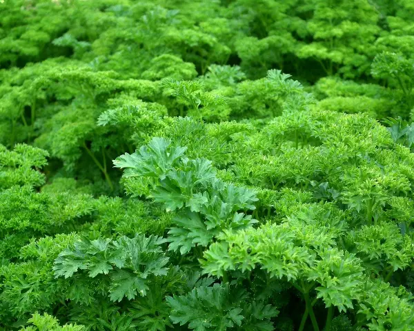 Un campo rigoglioso di prezzemolo riccio, perfetto per quando si semina il prezzemolo e si desidera un raccolto abbondante.