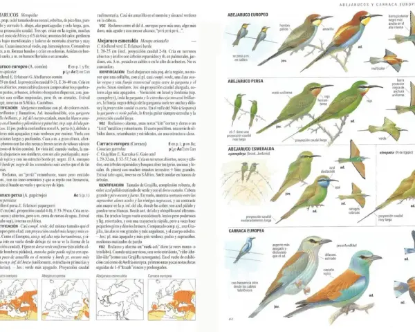 Aves migratorias España: Abejaruco europeo, persa y esmeralda, junto a la carraca europea, ilustrados con detalles de plumaje y distribución.