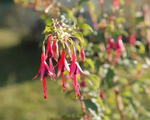 Grappe de fleurs de plante fuchsia aux teintes roses et violettes, suspendues comme des clochettes.