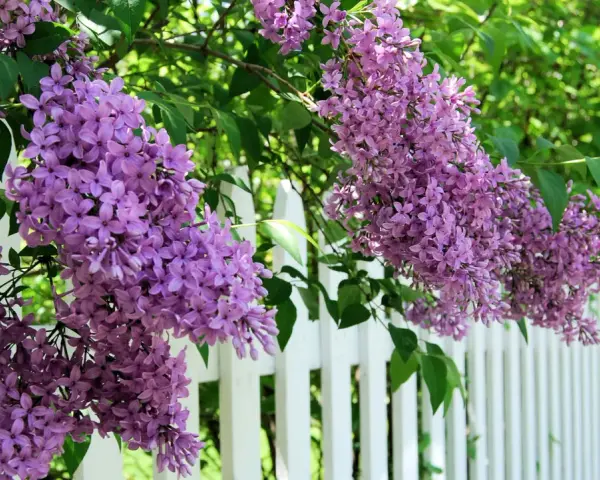 Vackra syrener blommar i lila klasar längs en vit staket.