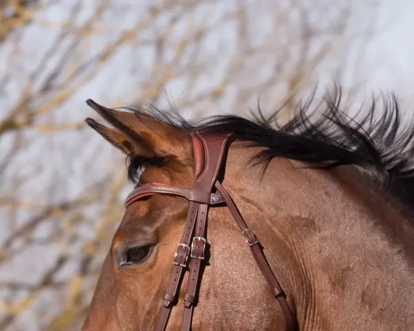 Gros plan sur la tête d'un cheval brun, portant une bride en cuir marron. Sa crinière noire flotte au vent.