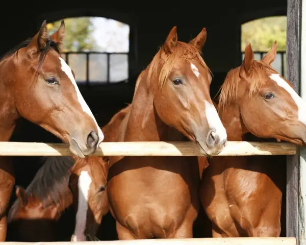 Trois chevaux grecs, aux robes rousses et aux marques blanches sur le front, regardent curieusement par-dessus une barrière en bois.