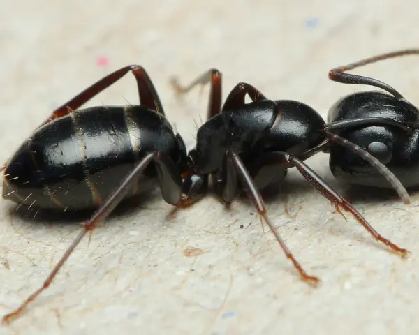 Dwie czarne mrówki zbliżają się do siebie. Jedna z nich, z wyraźnie zaznaczonymi segmentami na odwłoku, może być naturalnym wrogiem mrówek.