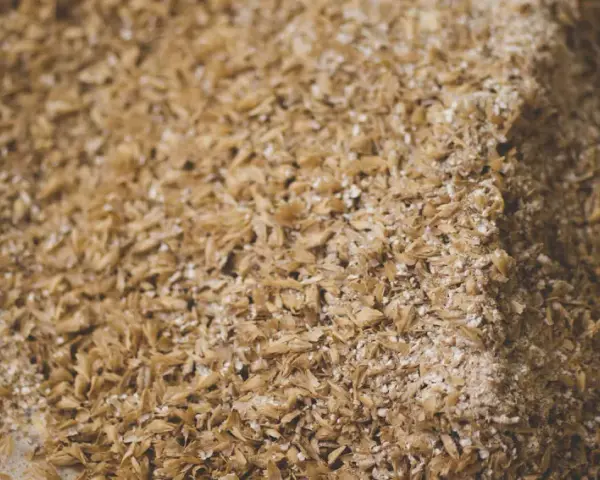 Nahaufnahme von Getreide, das für das Schnaps Maische ansetzen vorbereitet wird. Die Körner sind leicht feucht und bilden eine Textur.