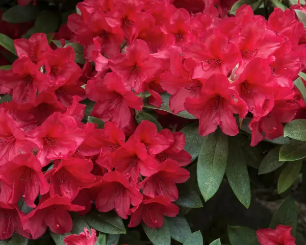 Ein dichter Busch mit leuchtend roten Rhododendron-Blüten und dunkelgrünen Blättern. Perfekt für den Garten.