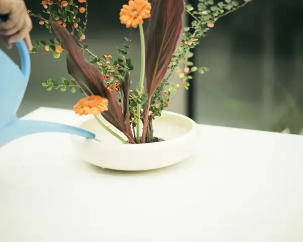 Ręka podlewa niebieską konewką kompozycję ikebana co to. Pomarańczowe gerbery, liście i gałązki z koralikami w białej misie.
