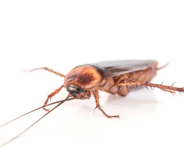 Cucaracha de color marrón rojizo, con antenas largas y patas espinosas, un insecto común cuando se considera plaga de cucarachas.