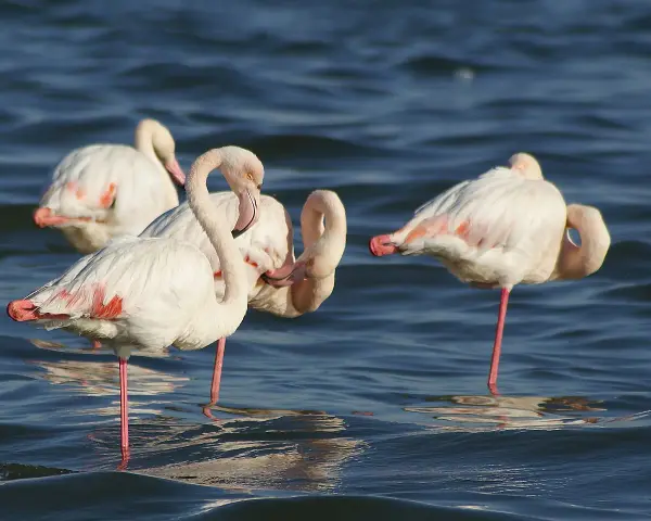 Kilka różowych ptaków, flamingów, stoi w wodzie, niektóre z nich odpoczywają na jednej nodze.