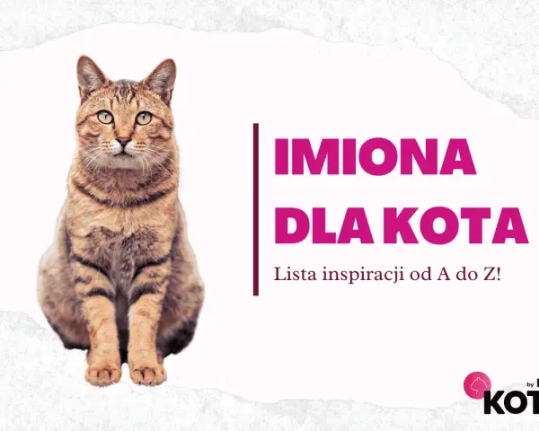 Uroczy kot siedzi obok napisu "Imiona dla kota". Znajdź idealne imię dla swojego pupila!