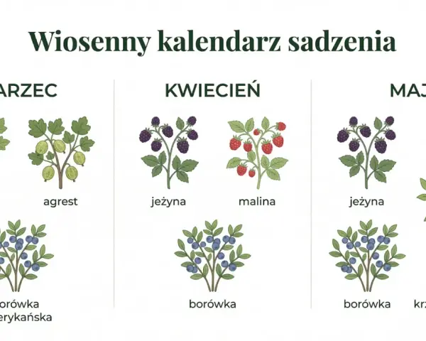 Wiosenny kalendarz ogrodnika: co kiedy sadzić. Ilustracje porzeczek, agrestu, jeżyn, malin, borówek i krzewu owocowego w doniczce.