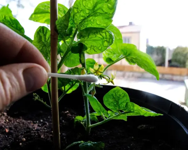 Handen pollinerar en liten chiliplanta med en tops. Försiktig handpåläggning för att lyckas med chili odla.