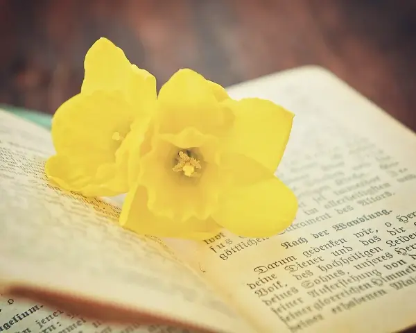 Dwa żółte narcyzy na otwartej księdze, przypominające o słowach z psalm 127.