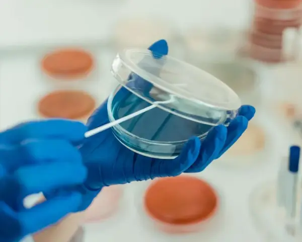 W laboratorium chemicznym probówka służy do przechowywania, mieszania i reakcji substancji. Tutaj badacz pobiera próbkę do analizy.