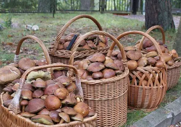 Pełny kosz i relaks: Gdzie na grzyby z noclegiem w Polsce?