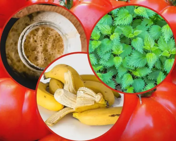Domowe sposoby nawożenia pomidorów: pokrzywa, skórki bananów i drożdże. Zdrowe pomidory z naturalnych składników.