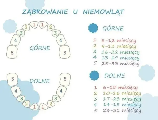 Wymiana zębów u dziecka: przewodnik dla rodziców (6-13 lat)