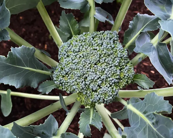 Un broccolo fresco e verde, pronto per essere raccolto, con foglie rigogliose che circondano il suo pugno compatto. Un momento perfetto per capire quando si piantano i broccoli.
