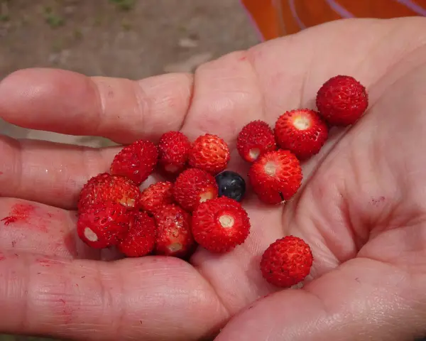 Eine Hand hält viele kleine, rote Walderdbeeren und eine Blaubeere. Vorsicht: Nicht alle kleinen roten Beeren sind essbar, manche wilde Erdbeeren sind giftig.