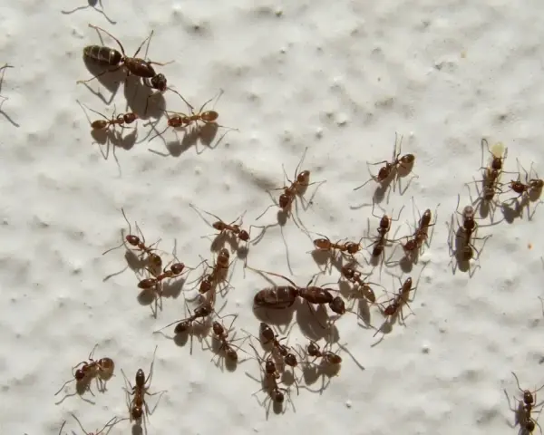 Un grupo de hormigas, una plaga común en casa, camina sobre una pared blanca.