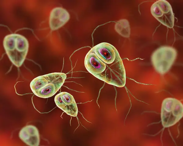 Widok mikroskopowy pasożyta Giardia lamblia, który może być obecny w kale. Te jednokomórkowe organizmy mają charakterystyczny kształt i liczne wici.