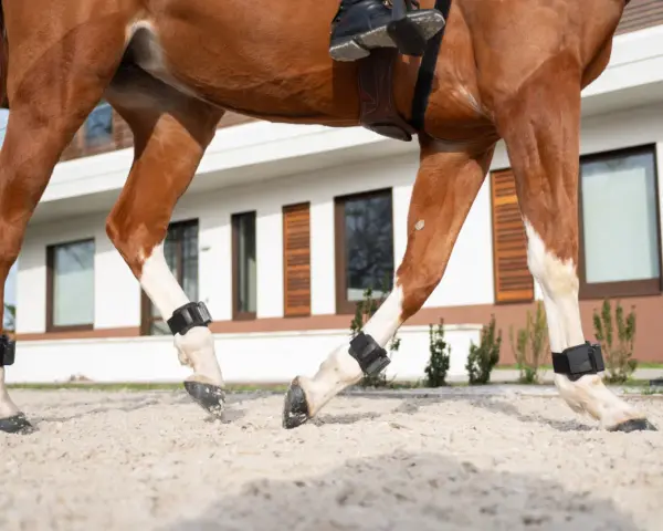 Gros plan sur le pied de cheval sans sabot, avec des protections noires aux membres, marchant sur du sable.