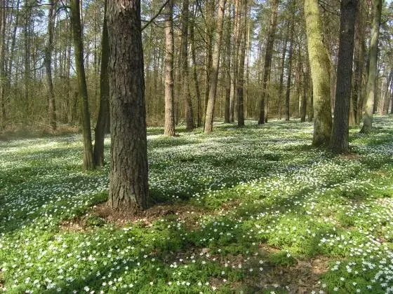 Rezerwat przyrody Czarny Las – unikalne atrakcje i dzika natura