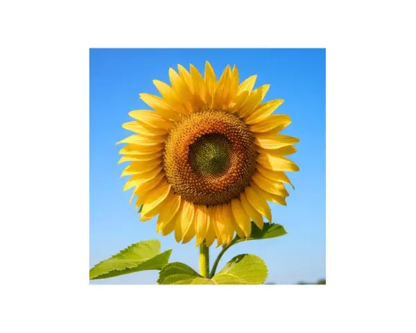 Un girasol radiante bajo un cielo azul. Sus cuidados son sencillos: sol, agua y un buen suelo para que crezca así de espectacular.