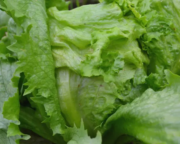En närbild av en krispig isbergssallat som växer i trädgården. Perfekt för att odla isbergssallad för en fräsch sallad.