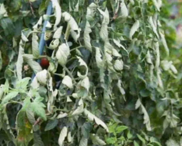 Pianta di pomodoro con foglie accartocciate, sintomo di malattie o stress idrico. Un pomodoro rosso è visibile tra le foglie sofferenti.