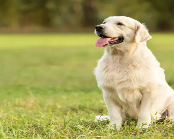 Jak dbać o sierść golden retrievera, aby uniknąć kołtunów i problemów zdrowotnych