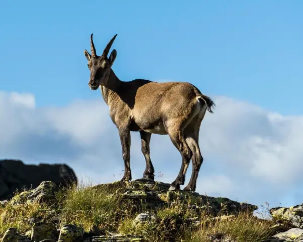 Stambecco su roccia, con manto che ricorda il **scamosciato significato** di resistenza e adattamento all'ambiente montano.