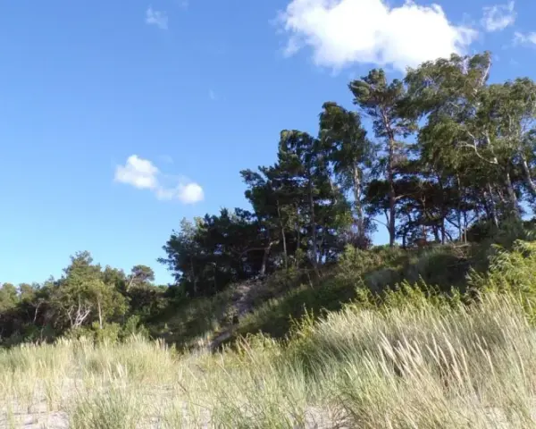 Piękny, zielony krajobraz z piaszczystą plażą i lasem na wzniesieniu. W oddali widać góra libek.