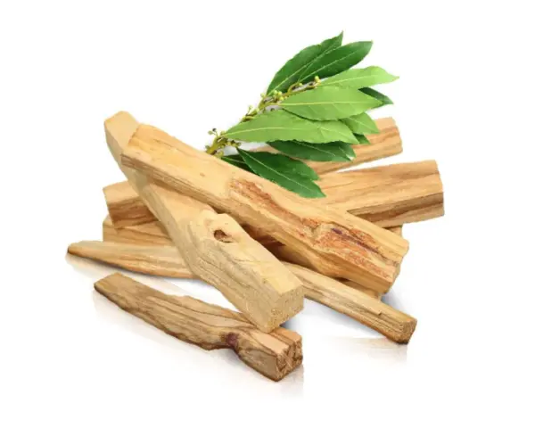 Montón de astillas de palo santo, madera aromática de donde se saca el palo santo, con hojas verdes.