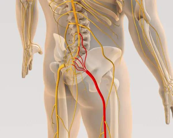 Anatomia układu nerwowego z zaznaczonym nerwem w kolorze czerwonym, wskazującym na potencjalną stenoza kanału kręgowego.