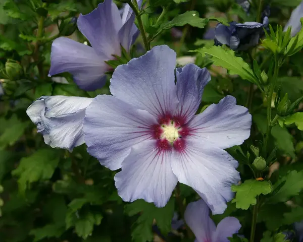 Fleurs bleues délicates d'un hibiscus syriacus, avec un cœur pourpre et des pétales plissés.