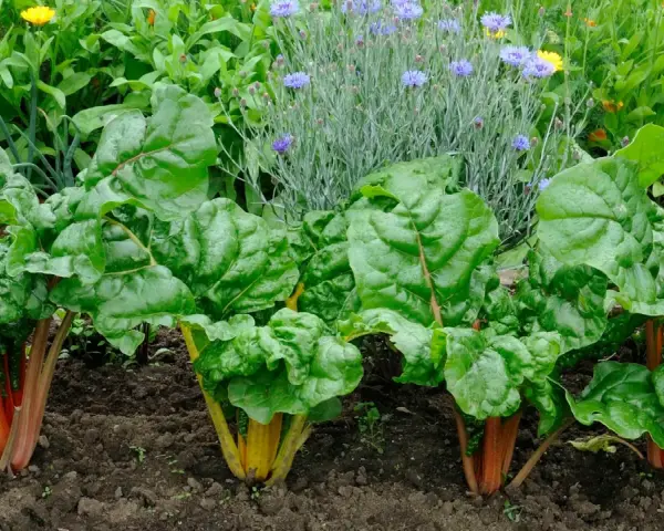 Reichhaltige **mangold pflanzen** mit leuchtend roten und gelben Stielen wachsen im Garten, umgeben von Kornblumen und anderen grünen Pflanzen.
