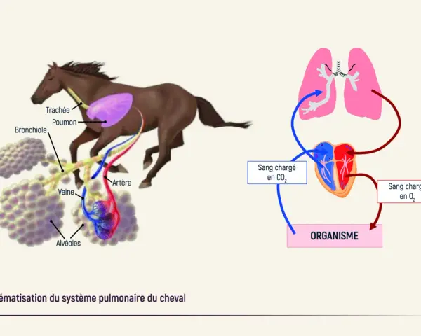 Schéma du système pulmonaire du cheval, montrant les poumons, les bronches, les alvéoles et le cœur. Utile pour comprendre l'asthme cheval.
