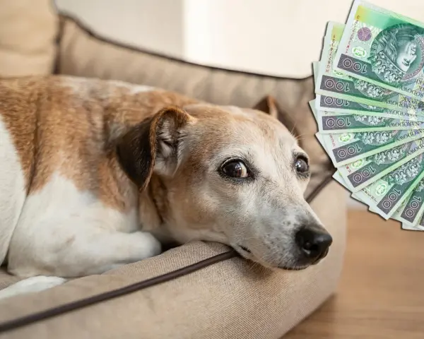 Koszty eutanazji psa: Od 100 zł do 1500 zł co wybrać?