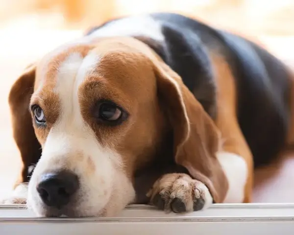 Smutny beagle leży, jego oczy wyrażają cierpienie, jakby czuł ból trzustki objawy.