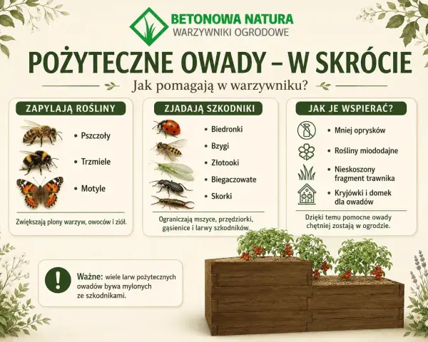 Pożyteczne owady w ogrodzie: pszczoły, trzmiele i motyle zapylają rośliny, biedronki, złotooki i skorki zjadają szkodniki. Wspieraj je, ograniczając opryski i sadząc rośliny miododajne.