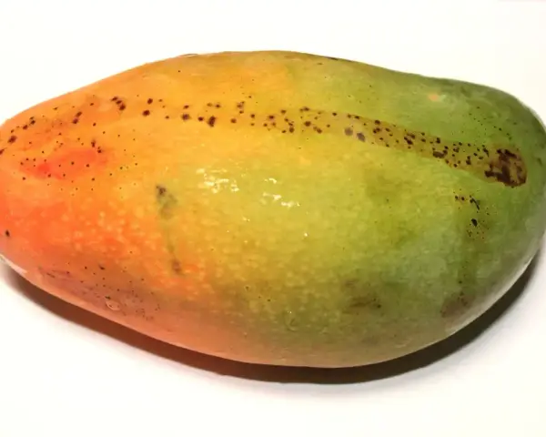 Okrągłe, owalne mango z przejściem kolorów od pomarańczowego do zielonego, z drobnymi, ciemnymi plamkami.