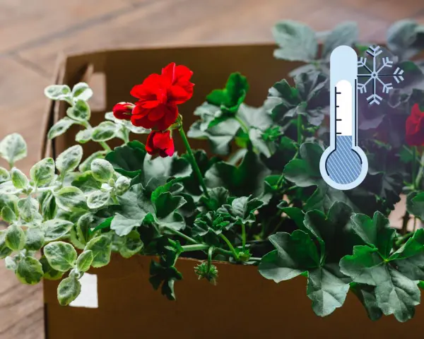 Czerwone pelargonie w kartonie, obok termometr wskazujący niską temperaturę. Czas pomyśleć, jak przyciąć pelargonie na zimę.