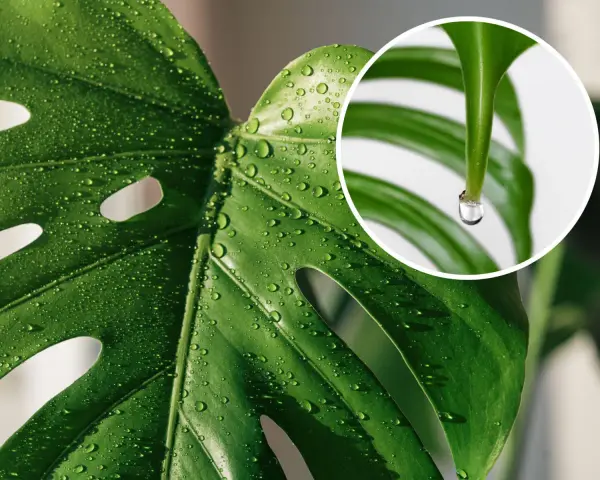 Kiedy monstera płacze, krople rosy lśnią na jej zielonych liściach. W zbliżeniu widać, jak jedna kropla wisi na czubku liścia, gotowa spaść.