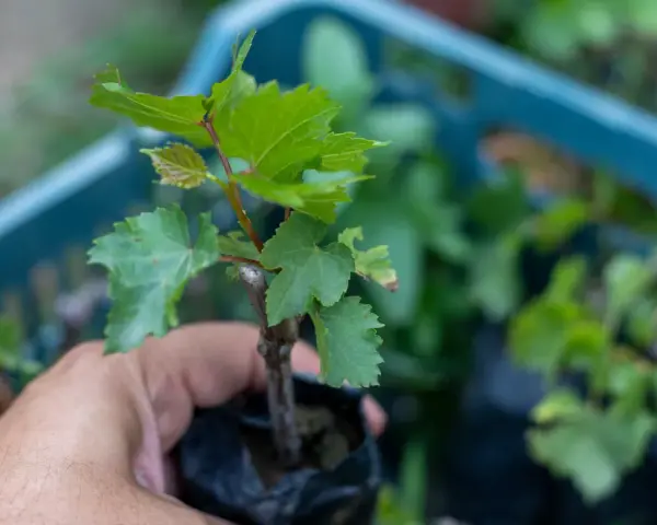 Dłoń trzyma sadzonkę winorośli, przygotowaną do rozmnażania winogron. W tle widać niebieską skrzynkę z innymi sadzonkami.